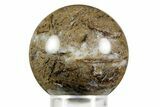 Polished Petrified Cycad (Cycadales) Fossil Sphere #370878-1